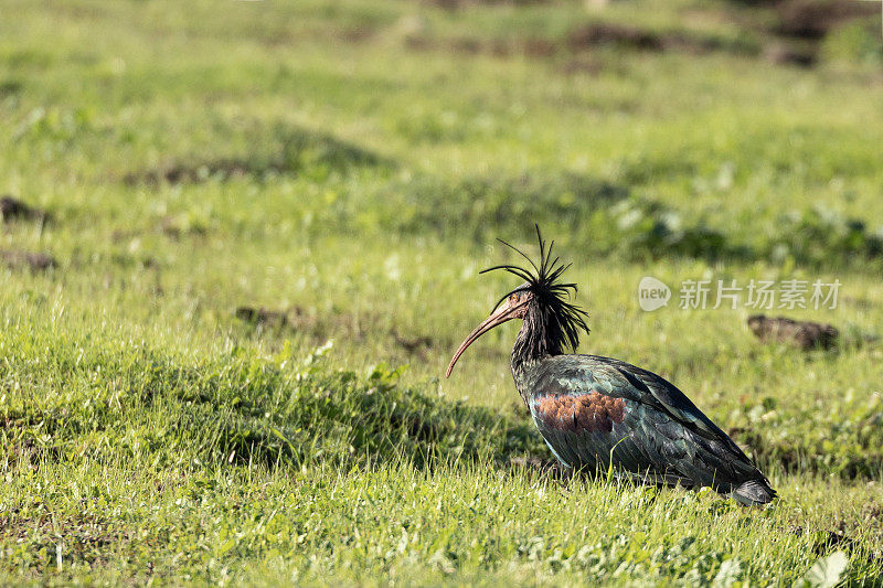 北部秃鹮又名Waldrapp, Geronticus eremita，在田野:西班牙。